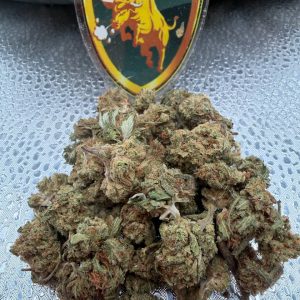 #EJ - Magic Gelato